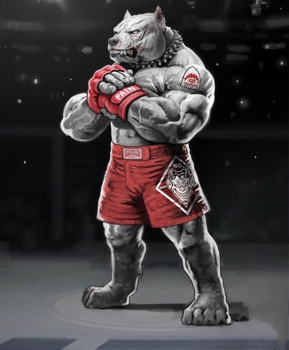 Джиу-джитсу ground Shark