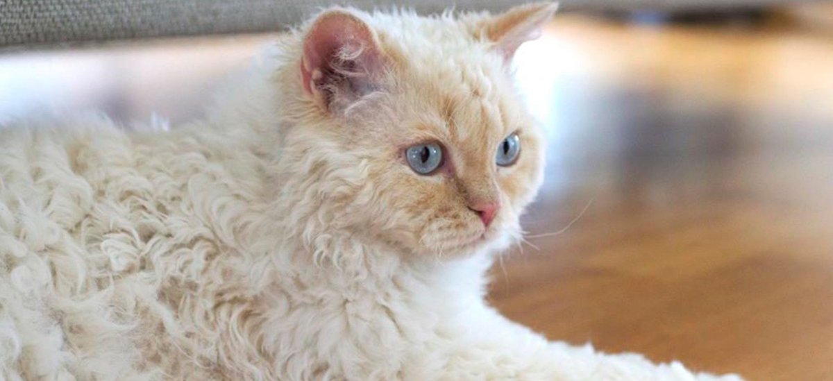 Селкирк рекс котята