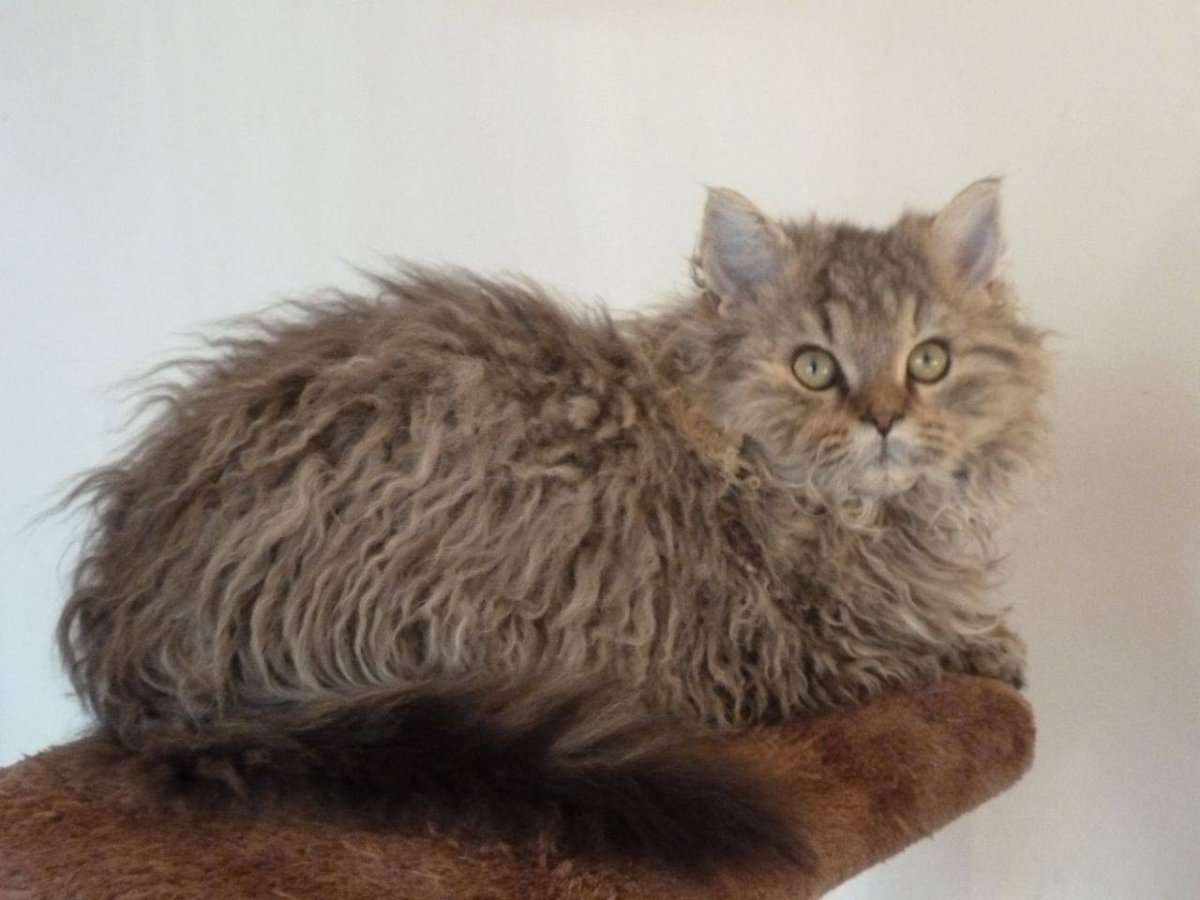 Селкирк рекс