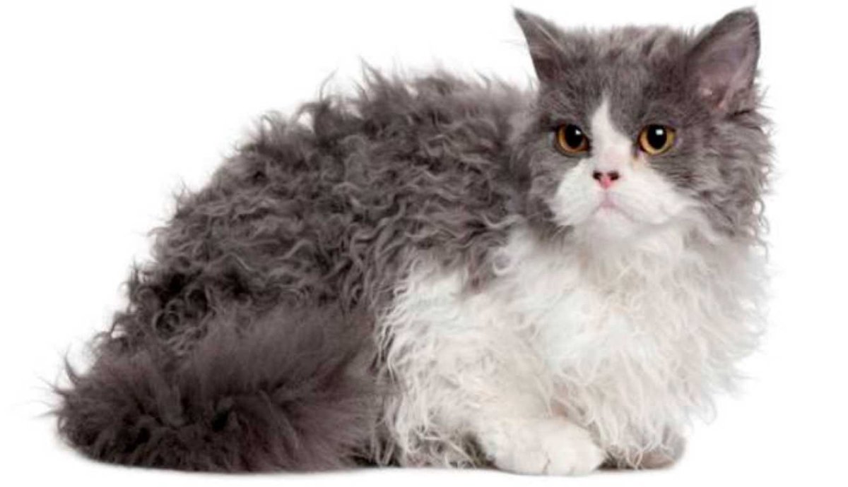 Селкирк рекс