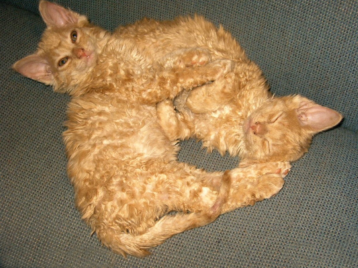 Лаперм рекс