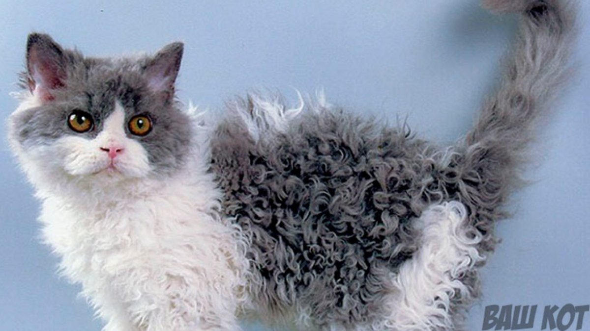 Кот Селкирк рекс
