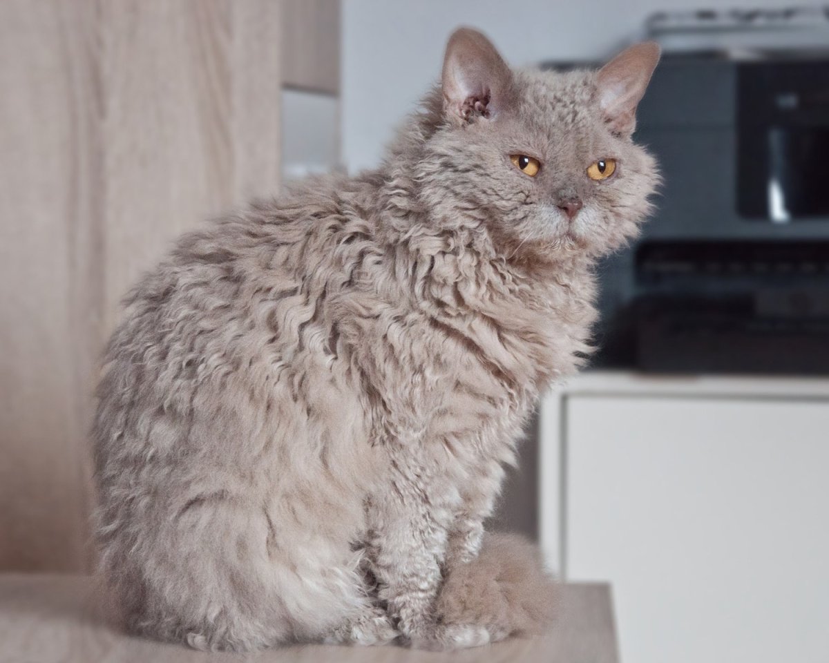 Селкирк рекс