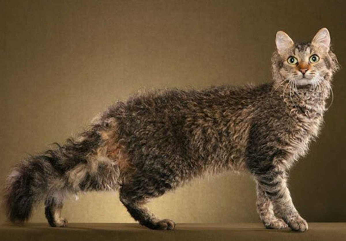 Лаперм кошка