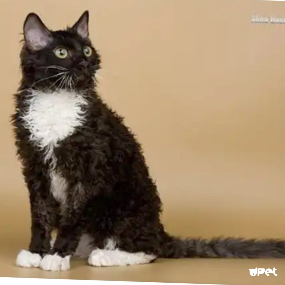 Уральский рекс