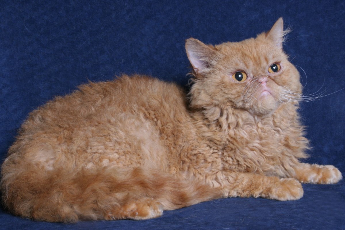 Порода Селкирк рекс