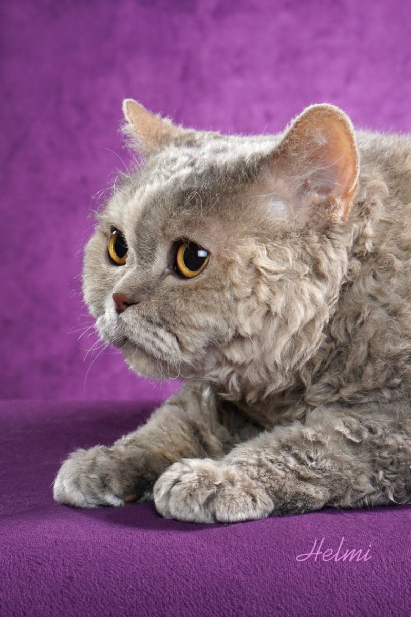 Сфинкс Селкирк рекс