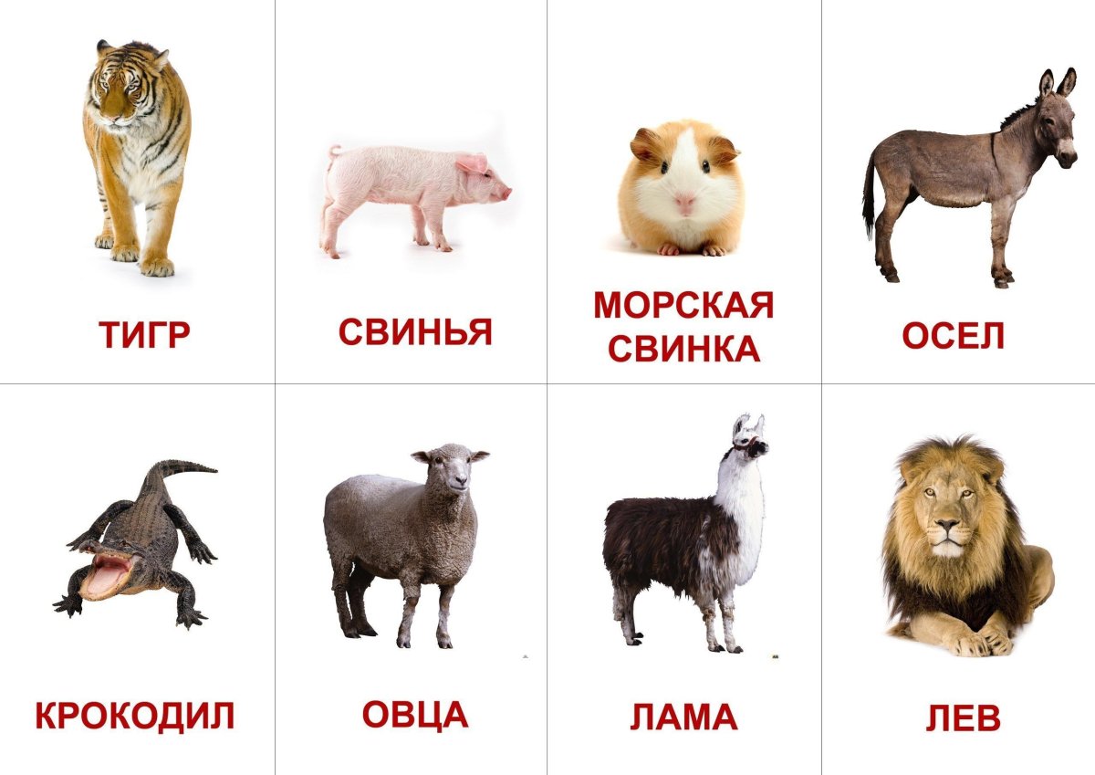 Для детей. Животные