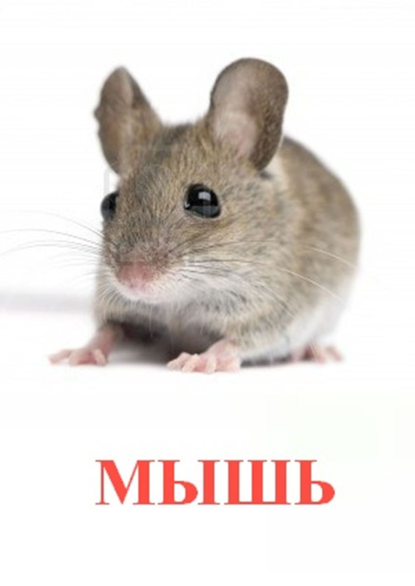 Карточки мышонок