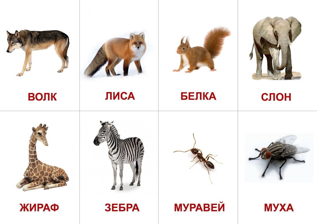 Карточки с животными для малышей