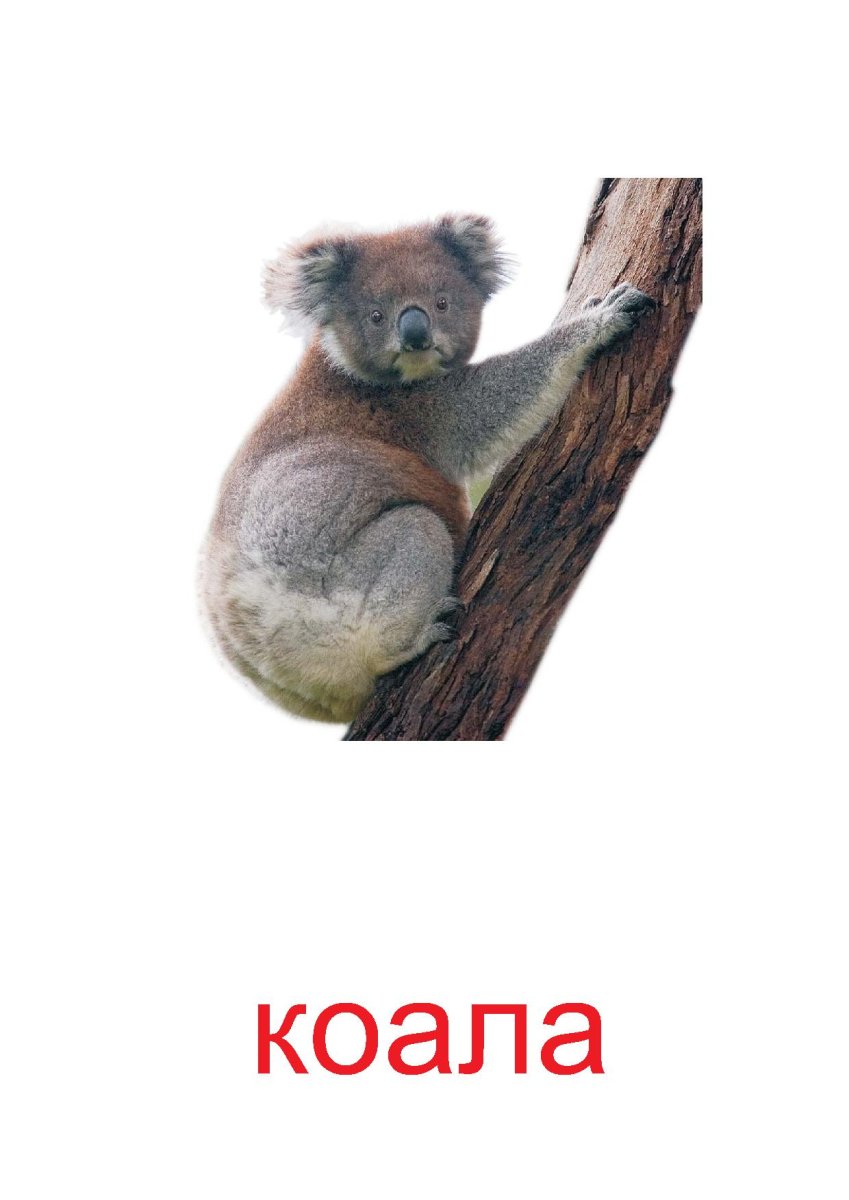 Карточки животных Австралии