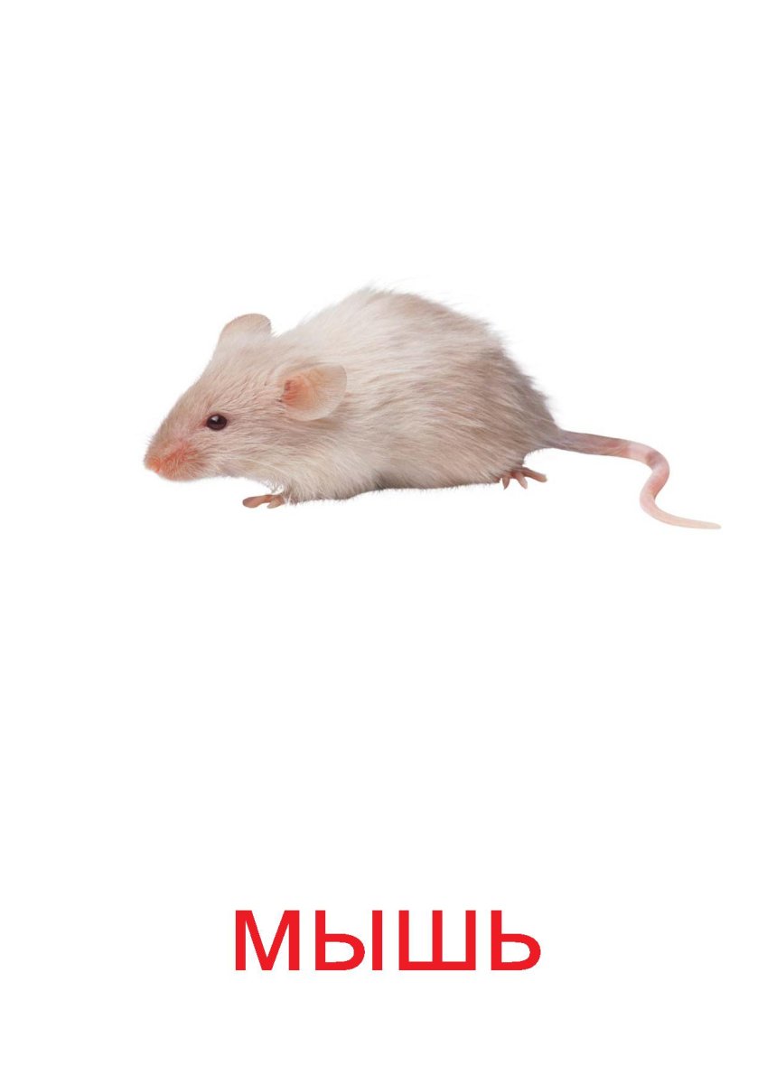 Карточки Домана домашние животные