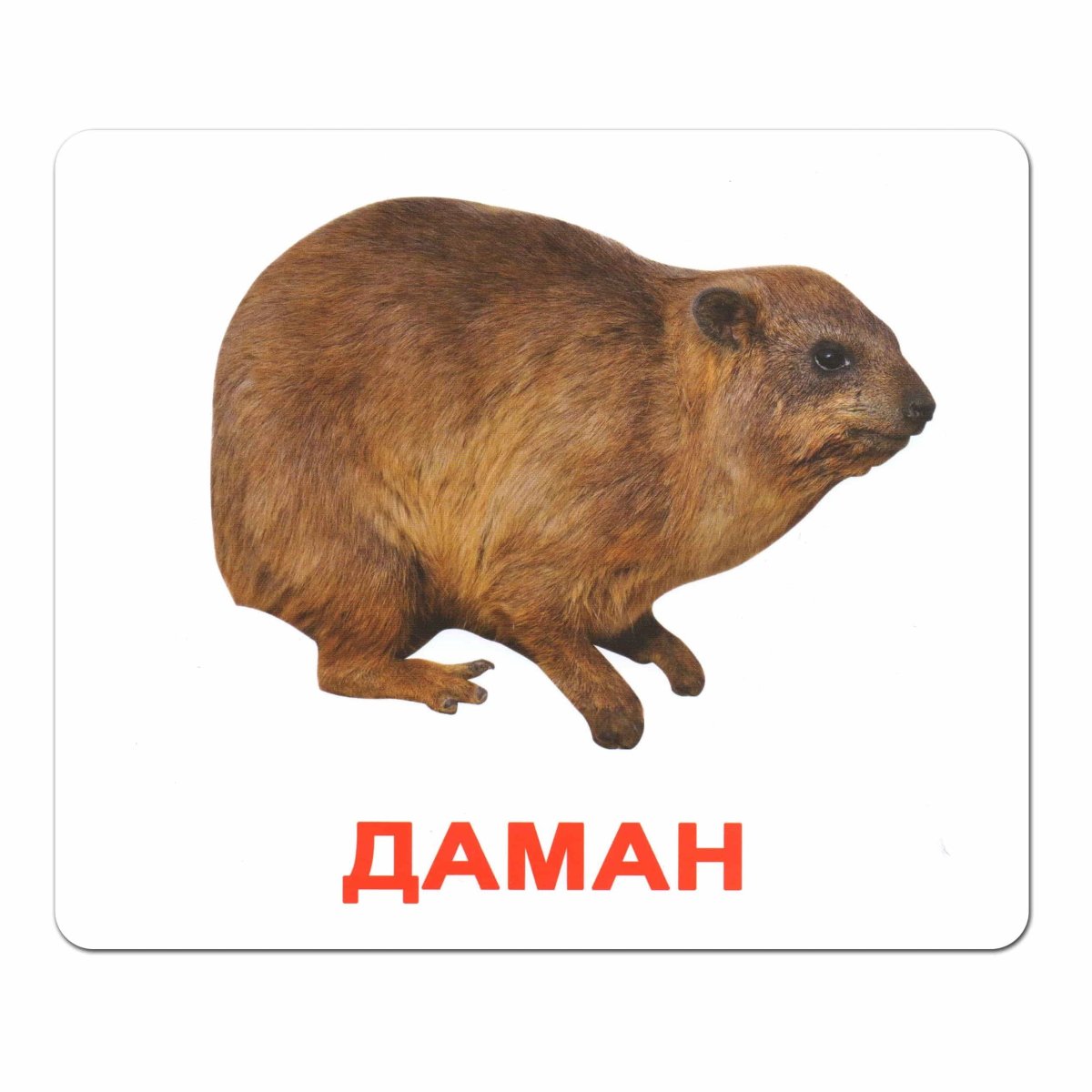 Карточки Домана Дикие животные