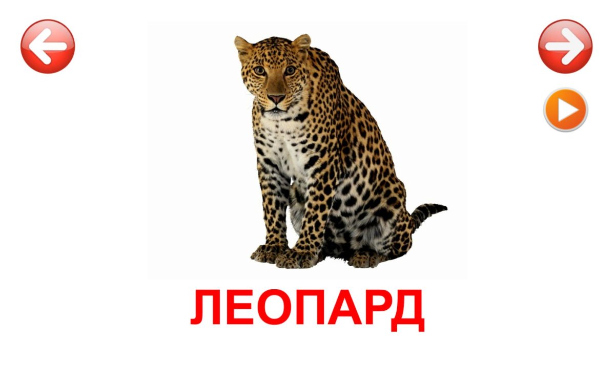 Карточки Домана Дикие животные для детей