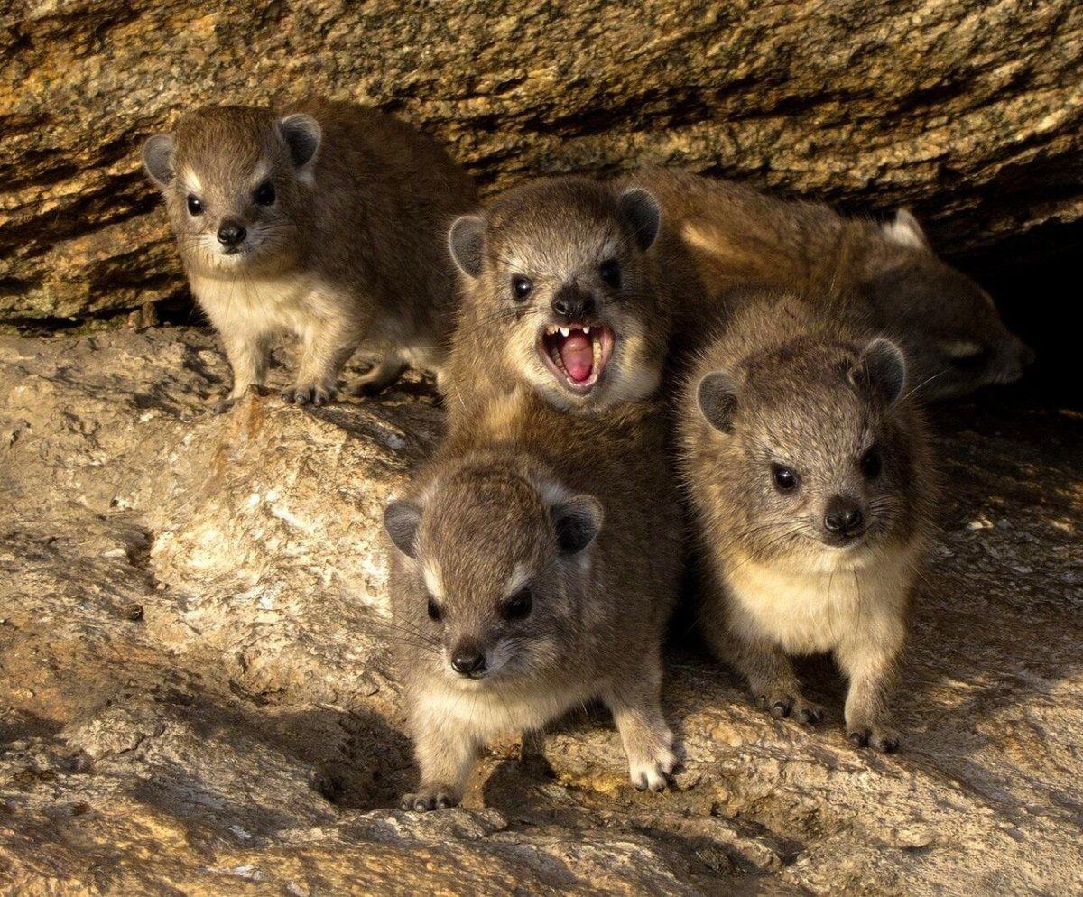 Отряд даманы