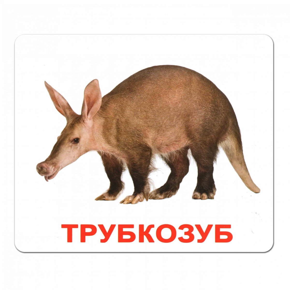 Карточки Домана домашние животные