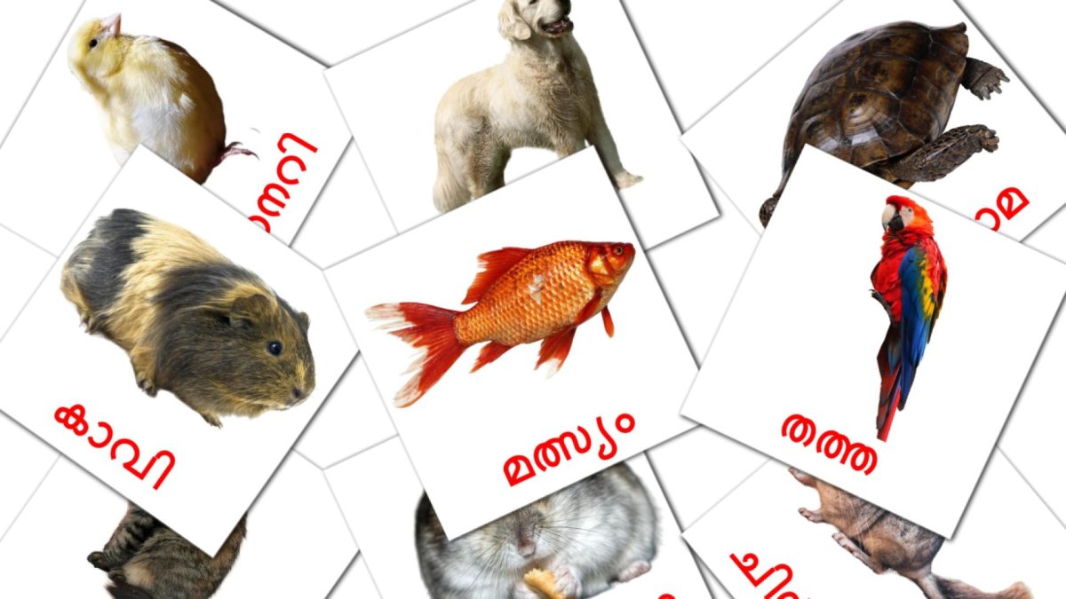 Карточки Домана экзотические животные