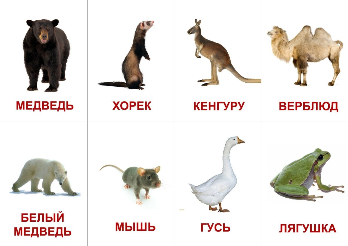 Карточки для детей развивающие