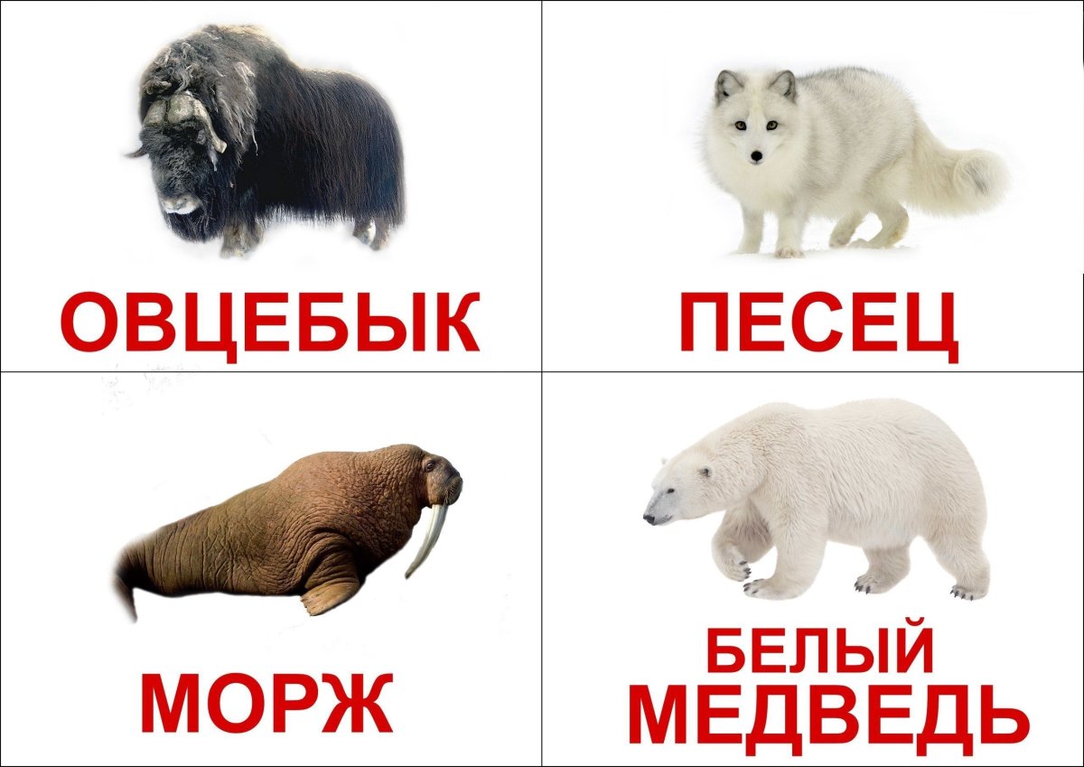 Животные севера карточки для детей