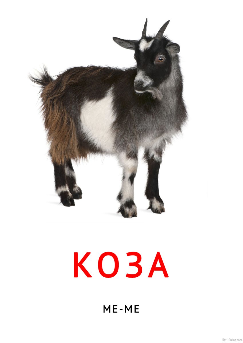 Карточки животных для детей