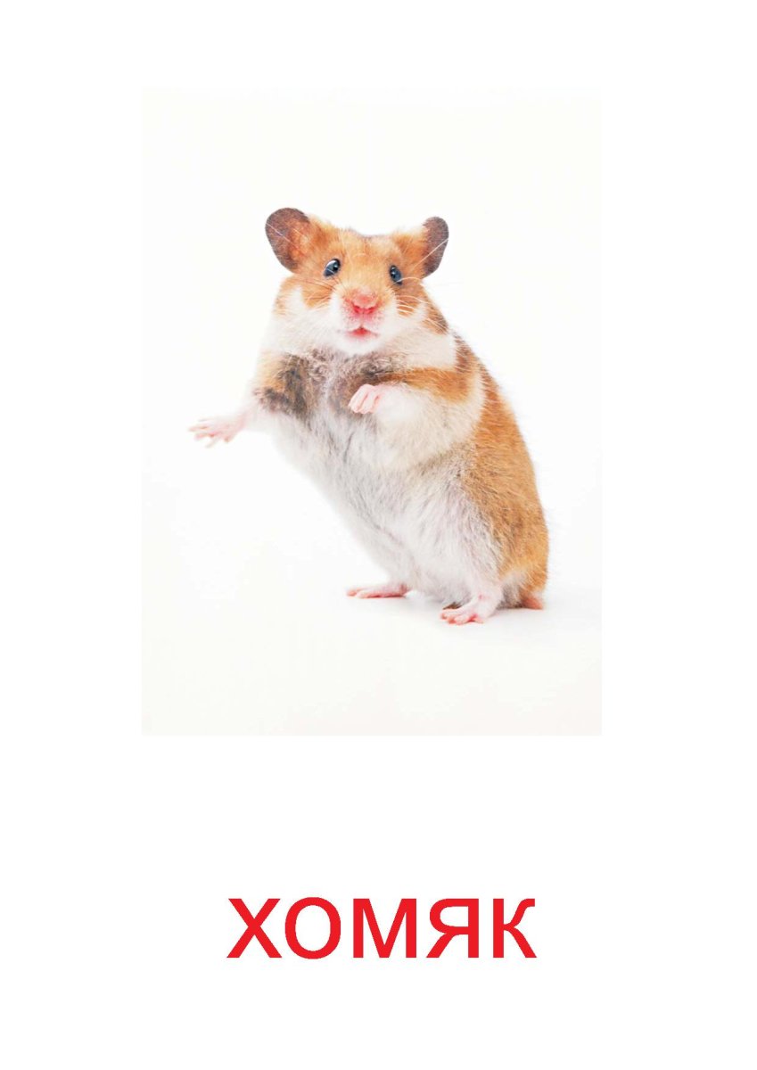 Карточки Домана животные