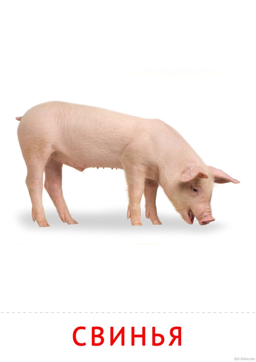Стоящая свинья