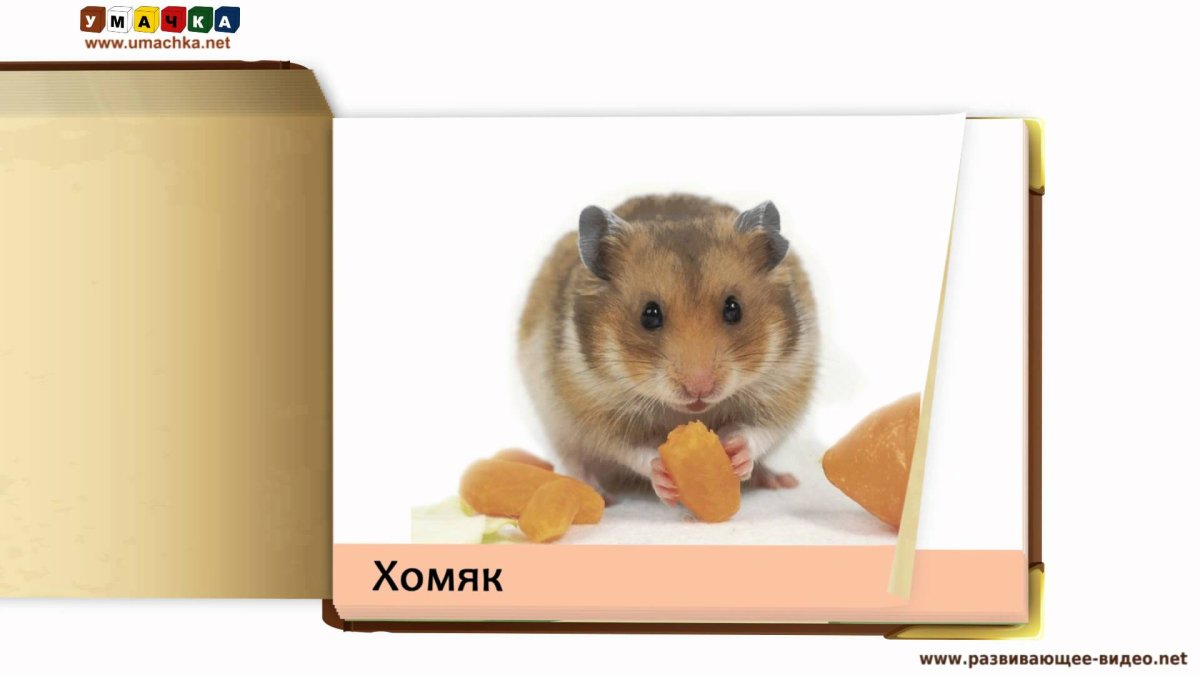 Умачка птицы