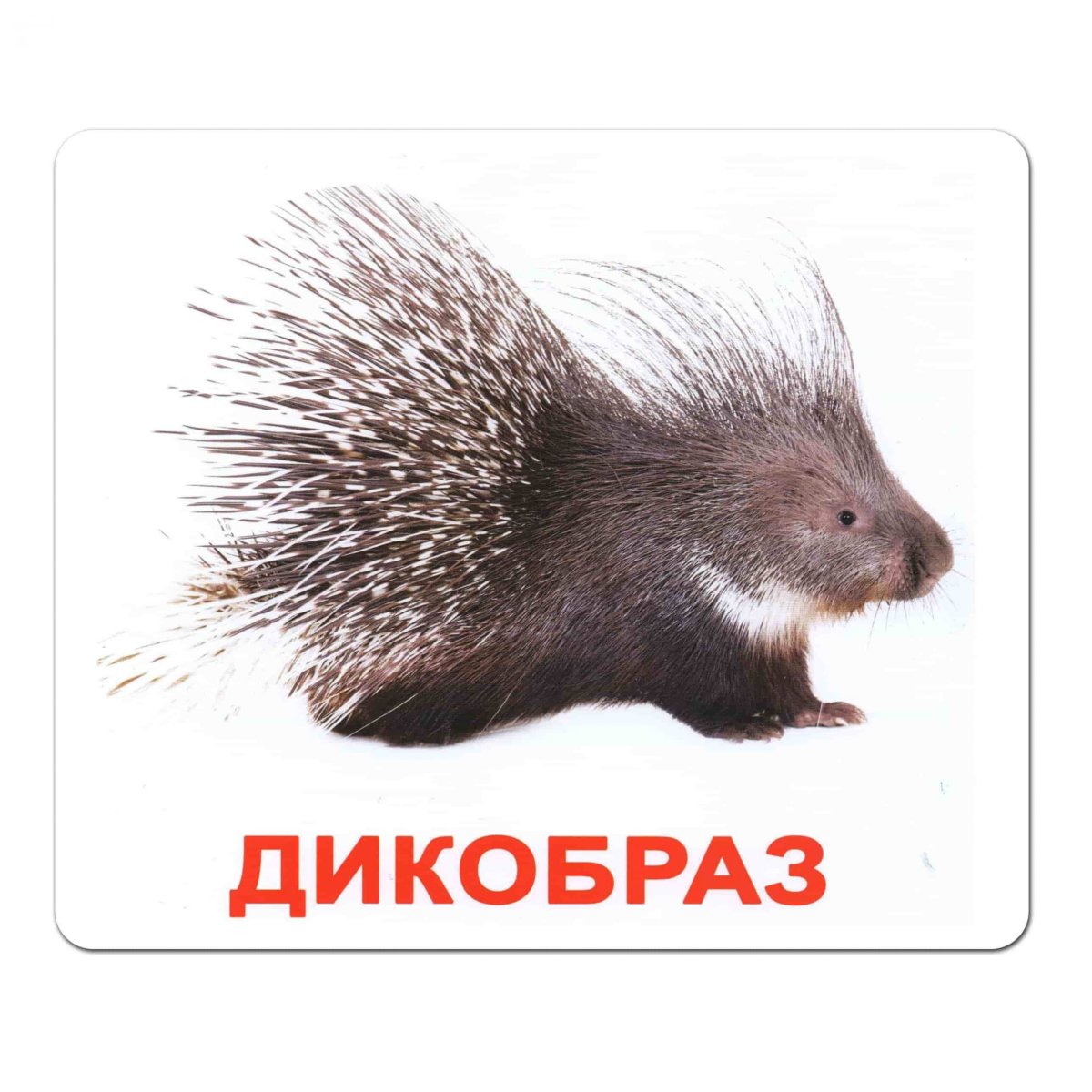 Белый Дикобраз