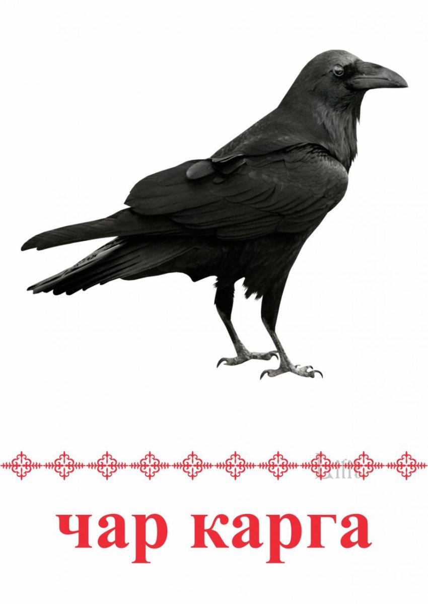 Funny Ravens Sticker