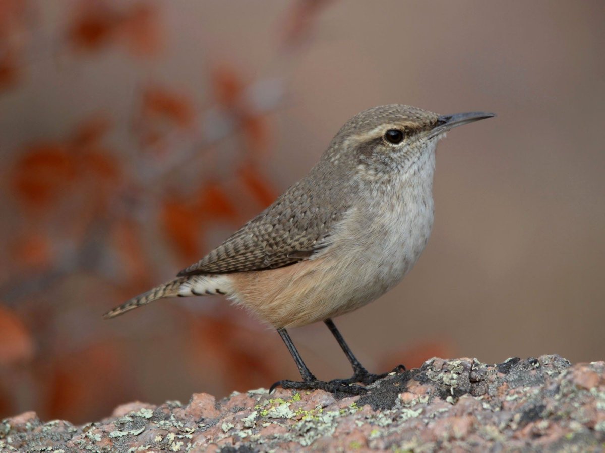 Серая маленькая птичка Wren