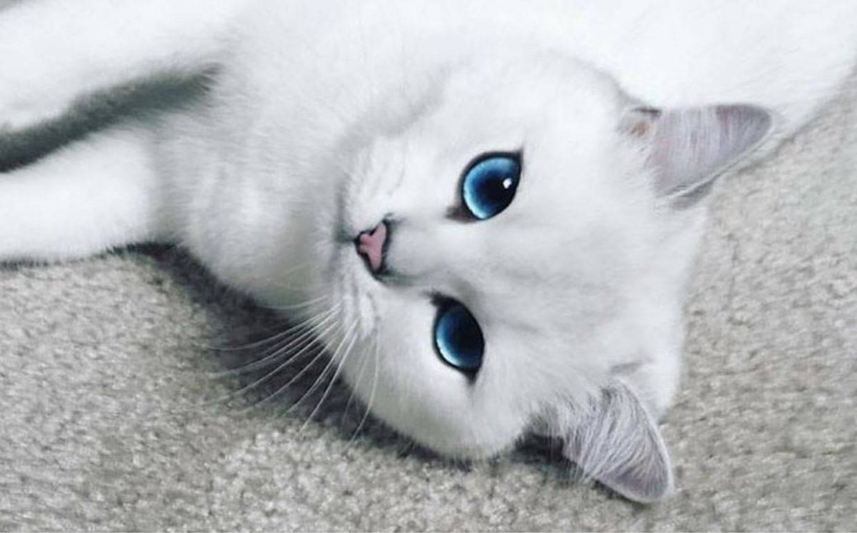 Британская шиншилла Коби кошка