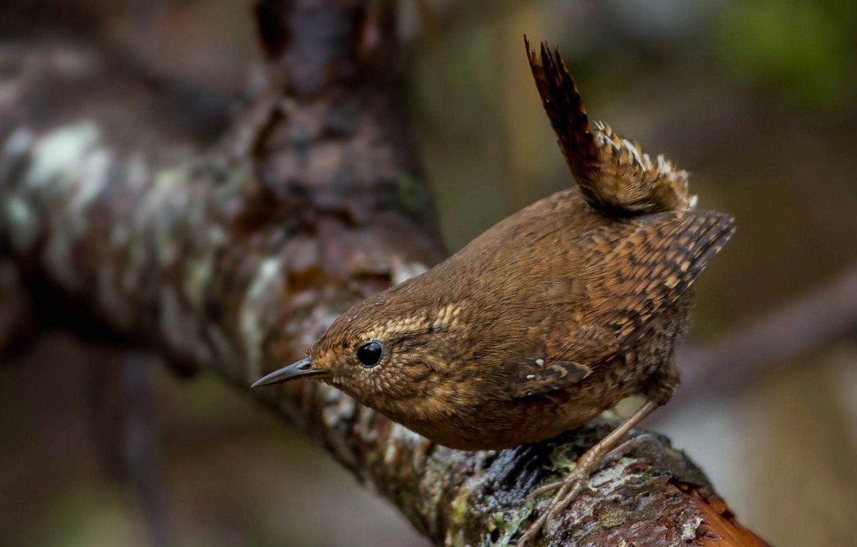 Скальный длинноклювый крапивник