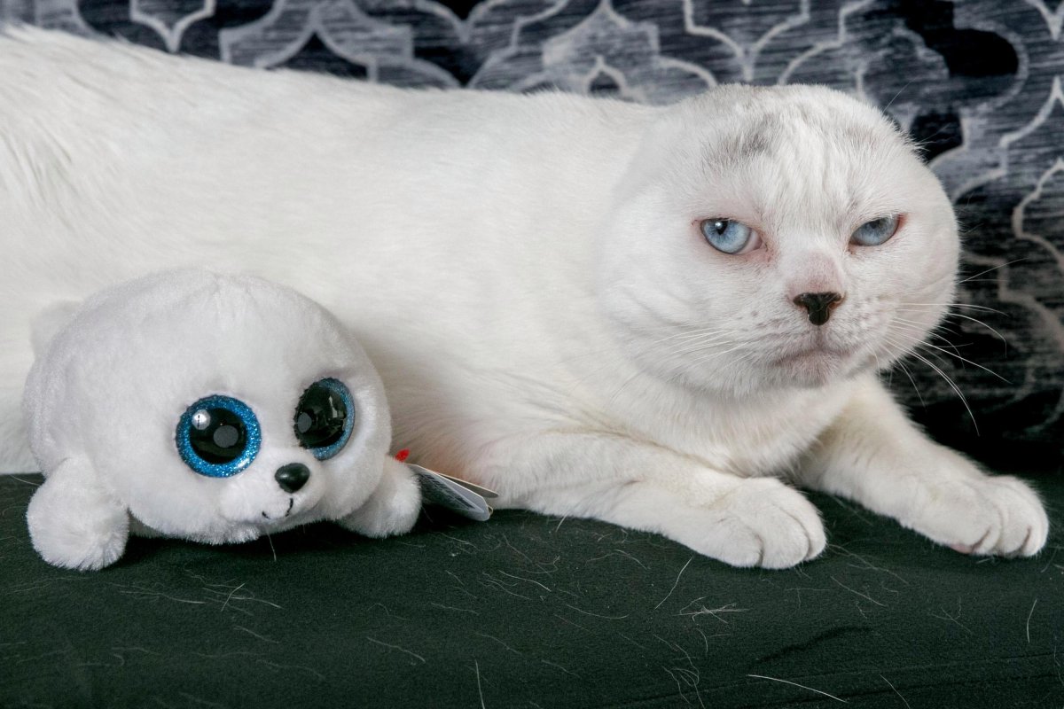 Шотландская вислоухая кошка