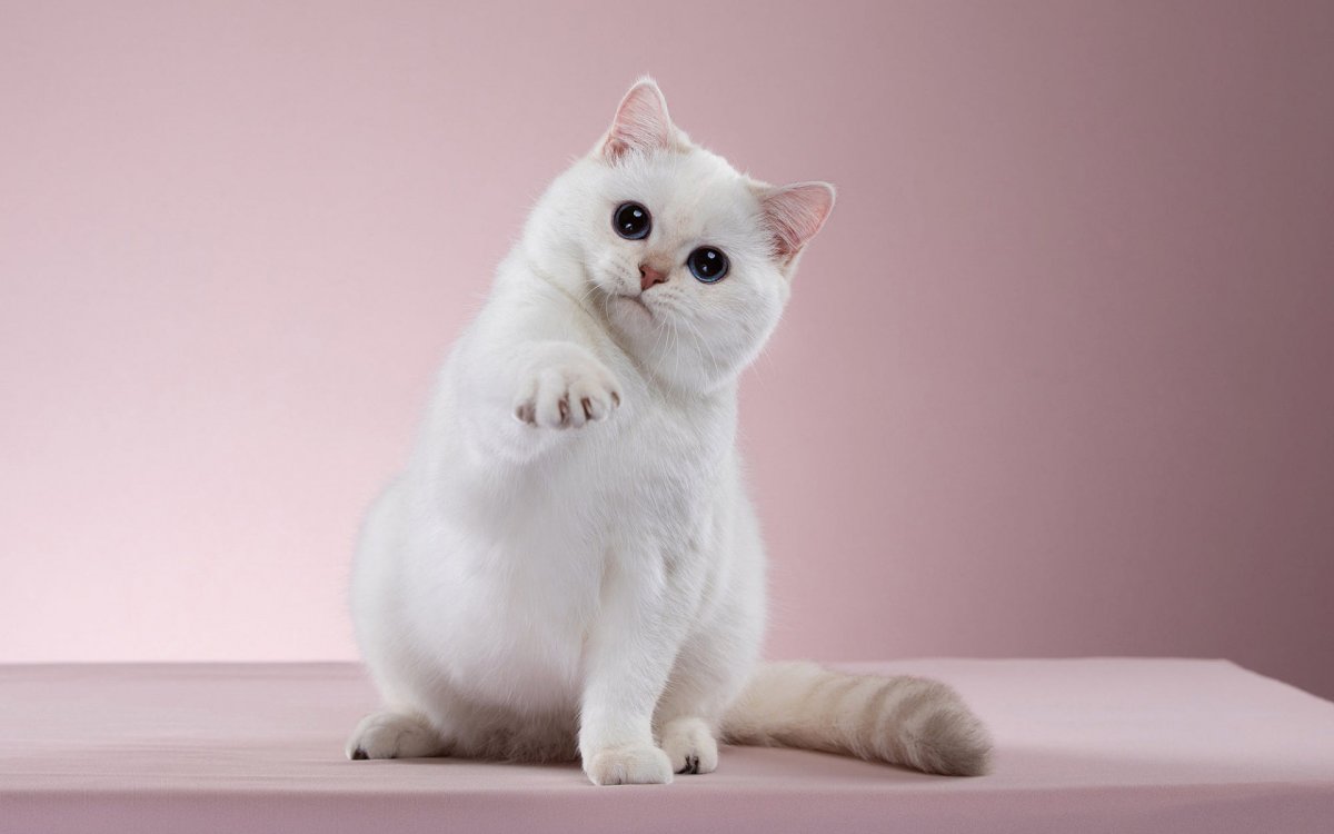 Белая Британская шиншилла Коби