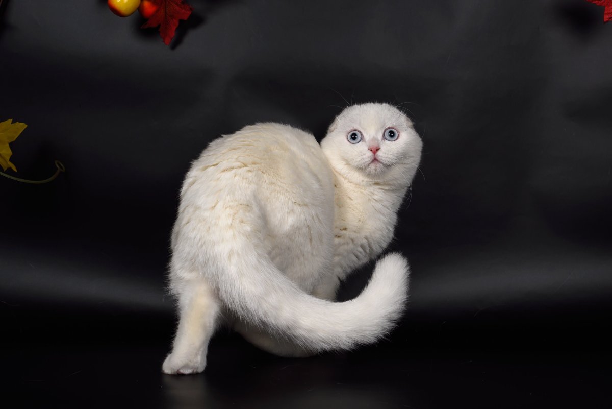 Скоттиш фолд белый