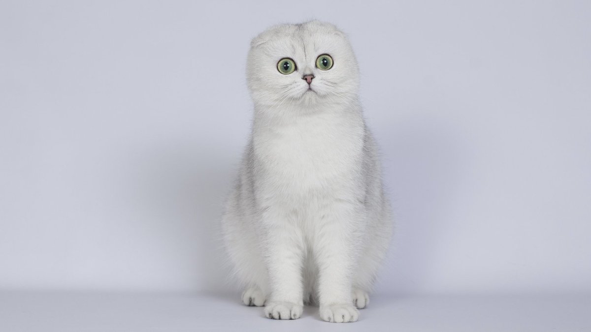 Скоттиш-фолд Шотландская вислоухая кошка белый