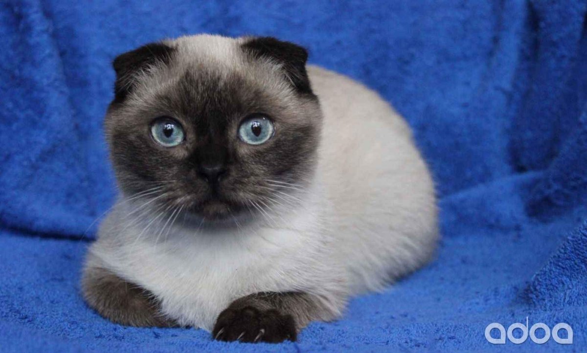 Шотландская Сиамская кошка