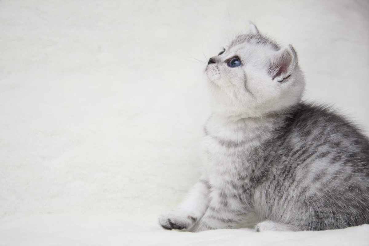 Британские короткошерстные вислоухие, шиншиллы