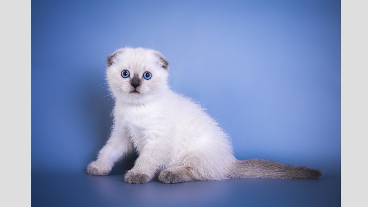 Шотландский вислоухий кот Блю Пойнт