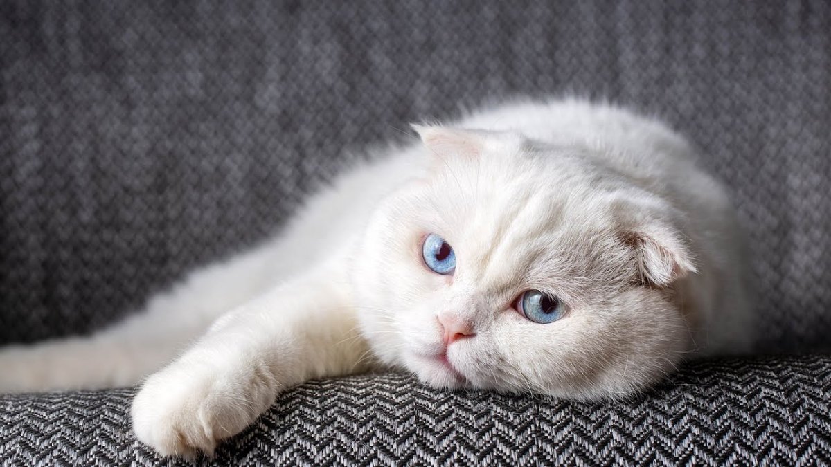 Шотландские вислоухие кошки гипоаллергенные или нет