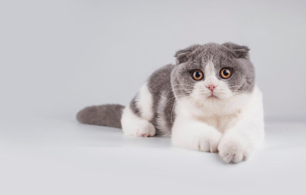 Скоттиш фолд