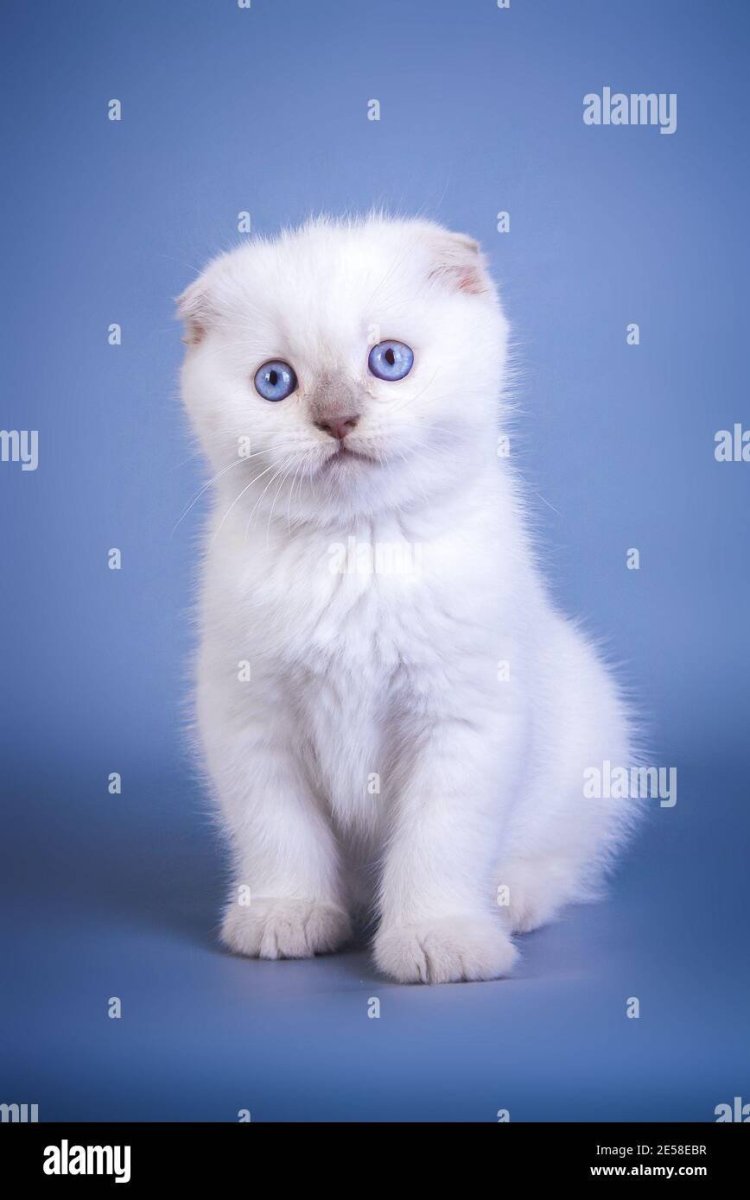 Британская вислоухая Блю поинт