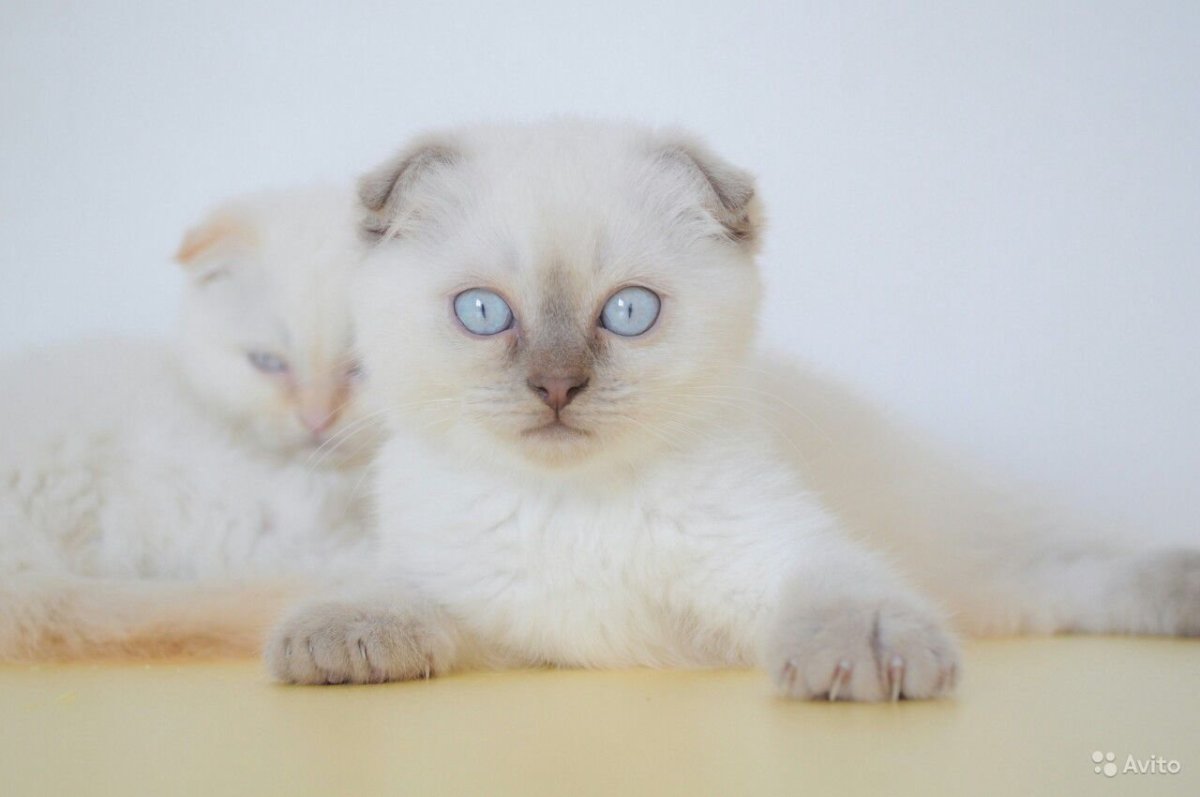 Тайская вислоухая