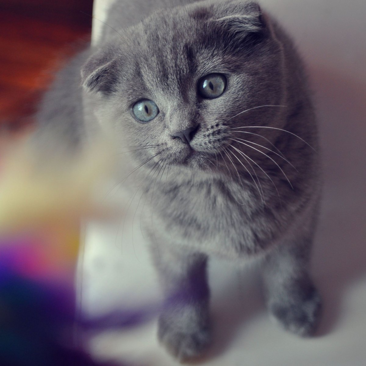 Скоттиш-фолд Шотландская