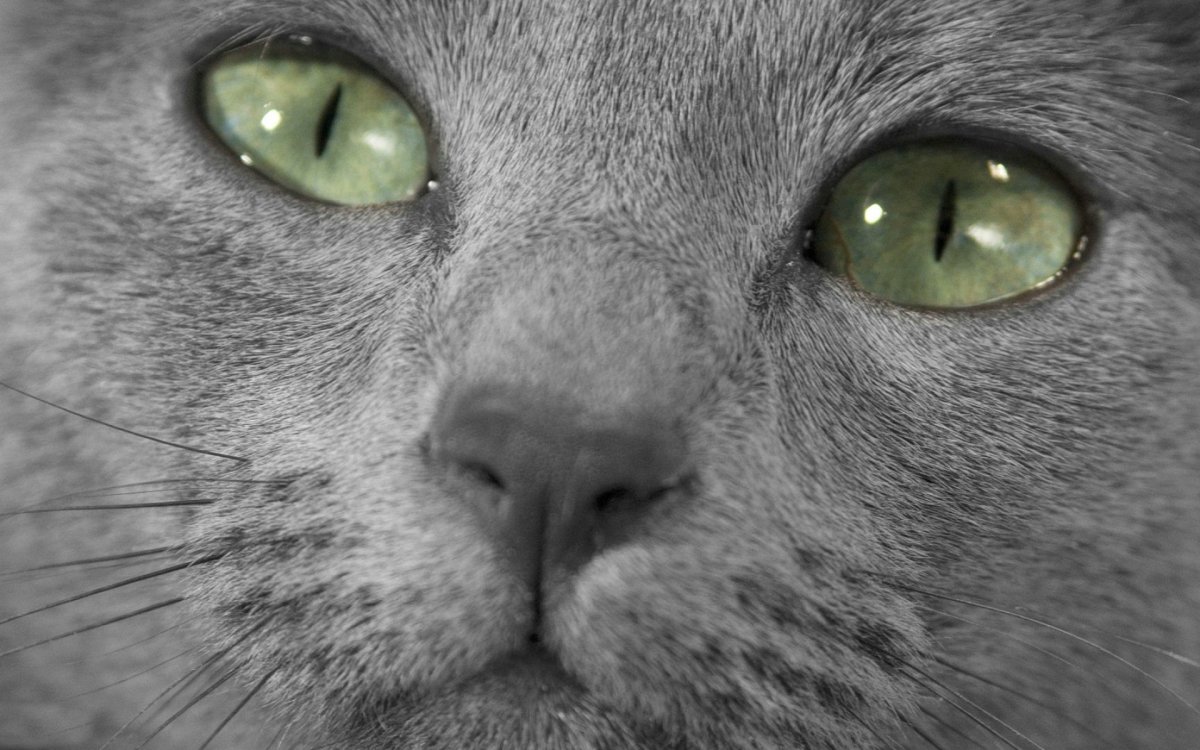 Шотландская вислоухая кошка серая