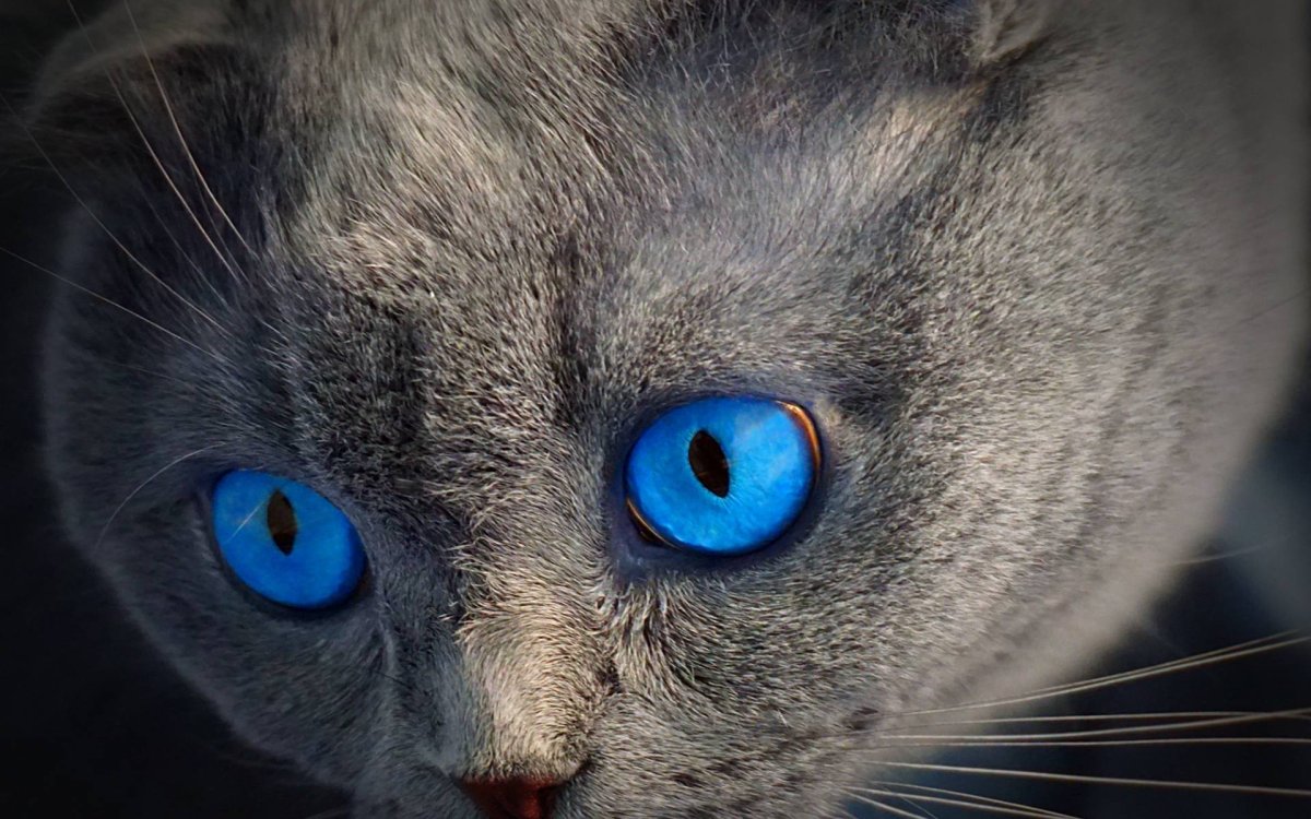 Серая вислоухая кошка с голубыми глазами