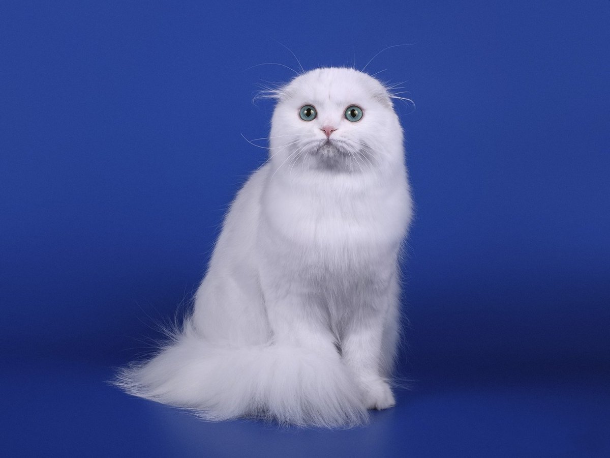 Скоттиш-фолд Шотландская вислоухая белая