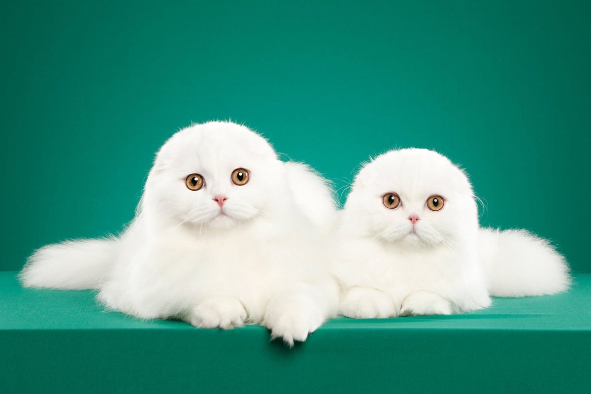 Кот британец вислоухий белый