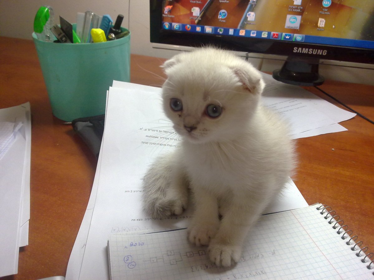 Скоттиш фолд белый с голубыми глазами