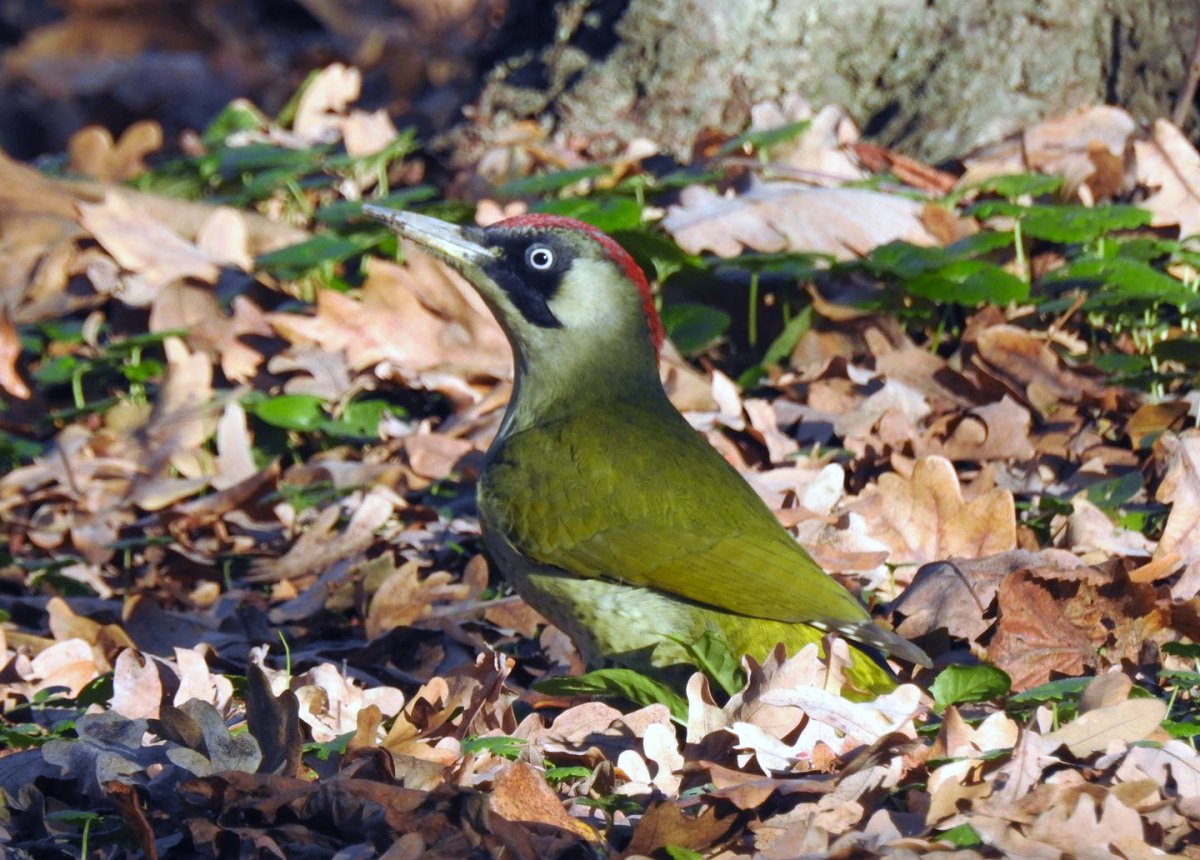 Picus viridis (зеленый дятел)